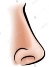 https://c8.alamy.com/comp/H3T98N/an-illustration-of-a-human-nose-body-part-H3T98N.jpg